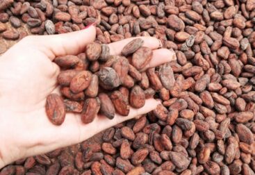 Photograph of a hand holding perfectly sorted and fermented Venezuelan Cocoa